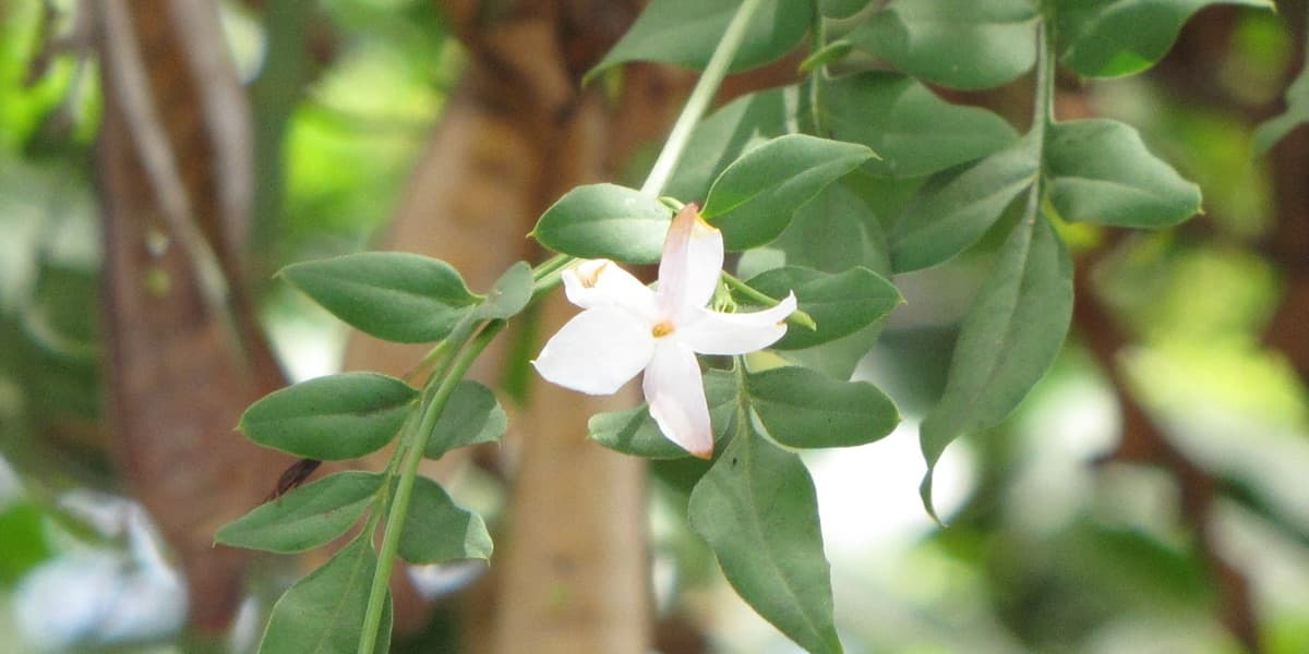 Cvet jasmina Jasminum grandiflorum među listovima